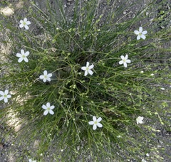 Eremogone ferrisiae