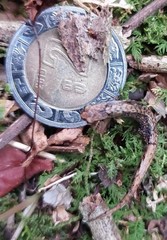 Parvimolge townsendi