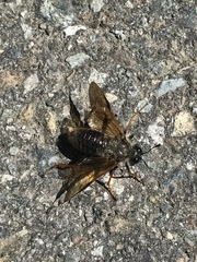 Cimbicidae