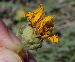 Thelesperma subnudum