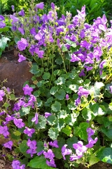 Campanula portenschlagiana