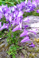 Campanula portenschlagiana