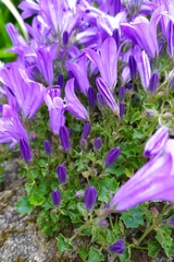Campanula portenschlagiana