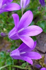 Campanula portenschlagiana