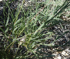 Thelesperma subnudum