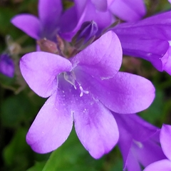 Campanula portenschlagiana