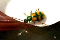 Diabrotica sexmaculata
