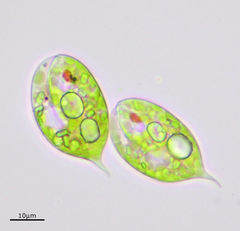 Phacus caudatus