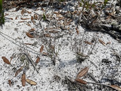 Lechea torreyi congesta