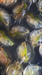 Daphnia pulex