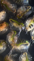 Daphnia pulex