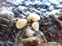 Borniola reniformis