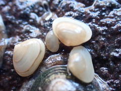 Borniola reniformis