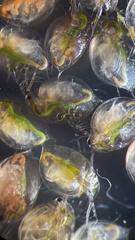 Daphnia pulex