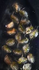 Daphnia pulex