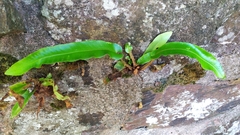 Asplenium scolopendrium