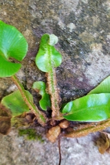 Asplenium scolopendrium