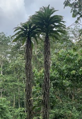 Cordyline indivisa