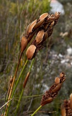 Elegia racemosa