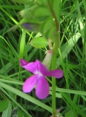 Vicia sativa