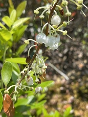 Zenobia pulverulenta