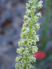 Reseda luteola