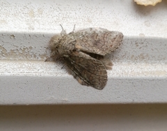 Parastichtis suspecta