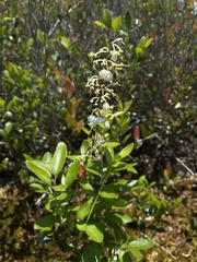 Zenobia pulverulenta