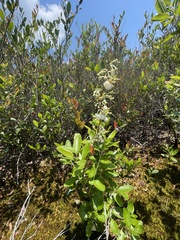 Zenobia pulverulenta