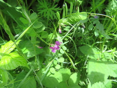 Vicia sativa