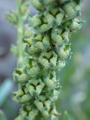 Reseda luteola