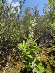 Zenobia pulverulenta