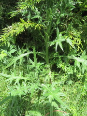 Cirsium vulgare