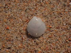 Microstagon adamsi