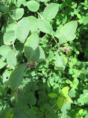 Symphoricarpos albus