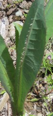 Lactuca serriola