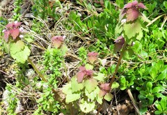 Lamium purpureum