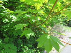 Acer circinatum