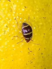 Gynandrobrotica