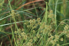 Cyperus retroflexus