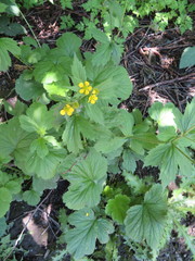 Geum macrophyllum