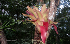 Aechmea mexicana