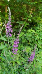 Linaria purpurea