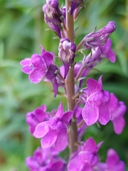 Linaria purpurea