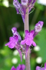 Linaria purpurea