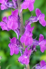 Linaria purpurea