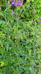 Linaria purpurea