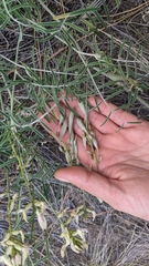 Astragalus sclerocarpus