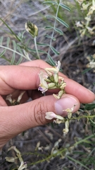 Astragalus sclerocarpus