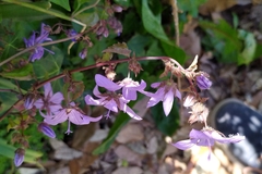 Campanula poscharskyana